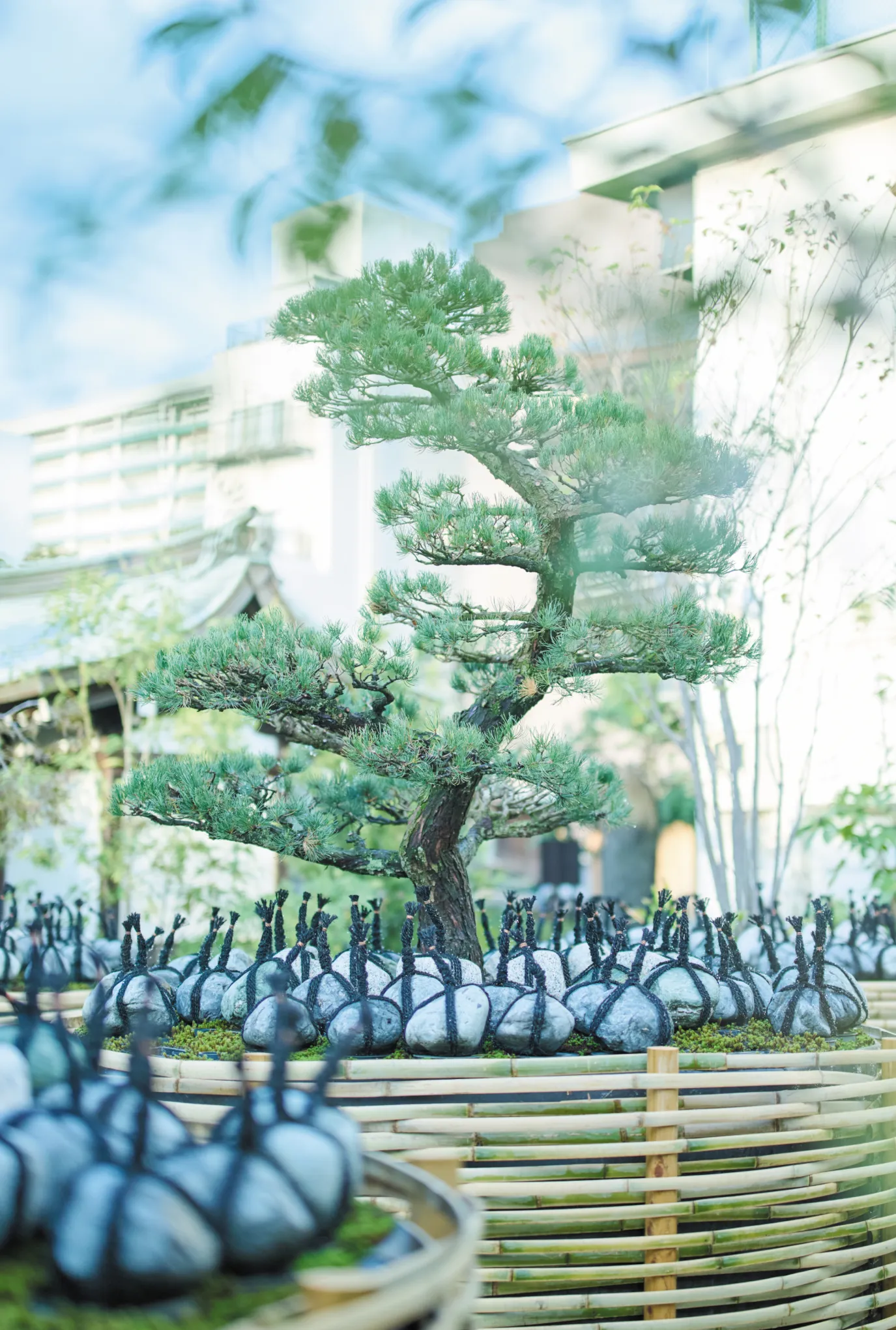 墨田区霊園 想盆 盆栽のお墓の画像
