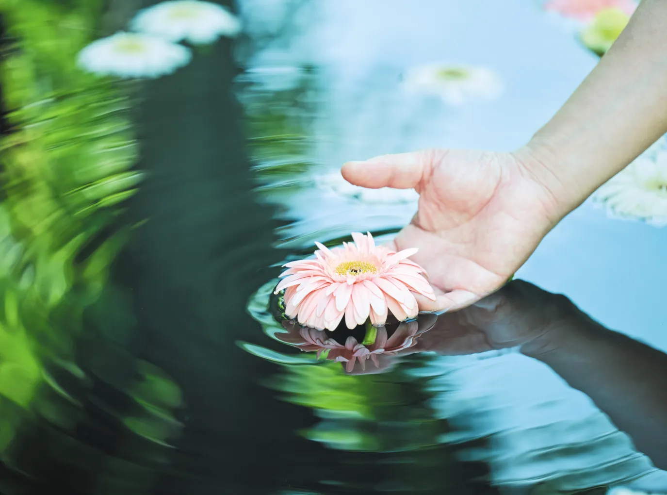 早稲田霊園 想咲手水 花手水のお墓のイメージ画像